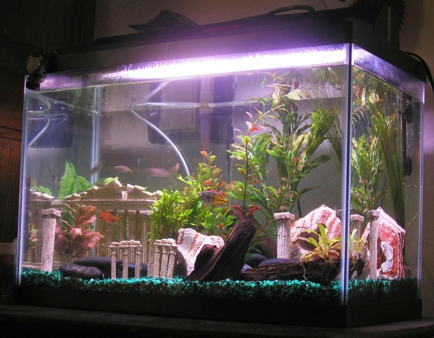 Rated #270: 20 Gallons Freshwater Fish Tank - My 20 Gallon Tank (needing some water)