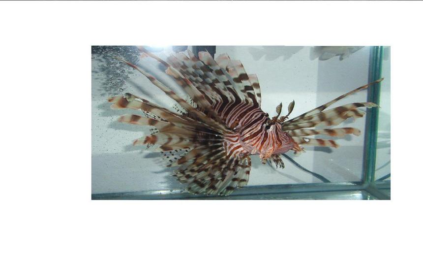 Rated #42: Saltwater Fish - Pterois Volitans - Volitan Lionfish Stocking In 2 Gallons Tank - 8" Devil Lionfish I caught.