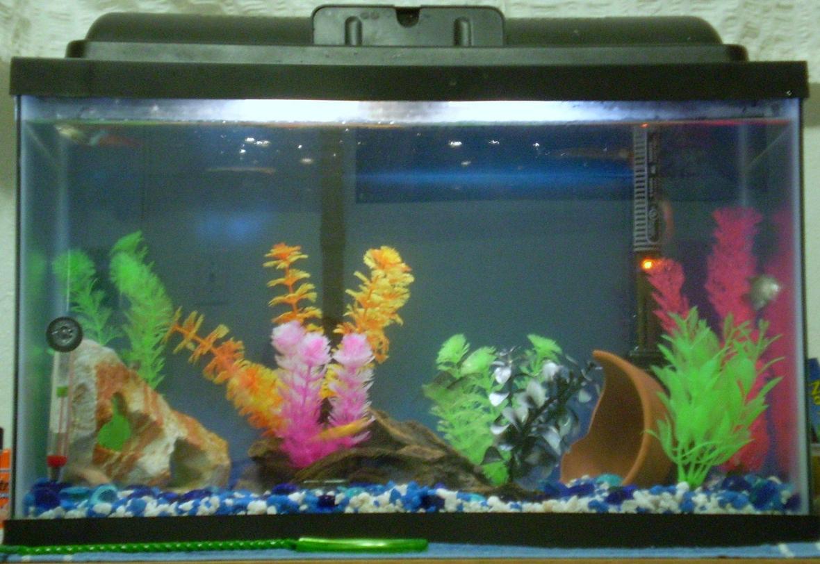 10 gallons freshwater fish tank (mostly fish and non-living decorations) - My recently updated 10 gallon fish tank..
