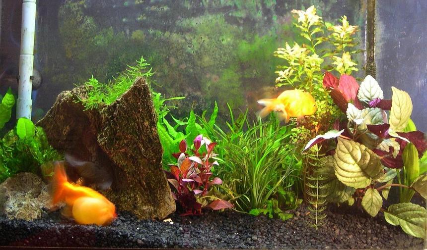 Rated #165: 33 Gallons Planted Tank - Planted Fancy Goldfish Tank (with White Cloud Minnows and a Flower Shrimp).
This is my first attempt at a planted tank.