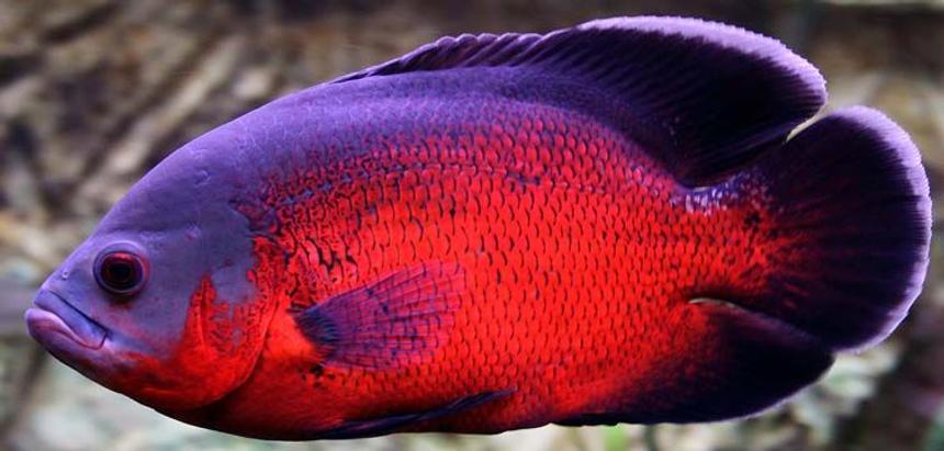 Rated #176: Freshwater Fish - Astronotus Ocellatus - Red Oscar Stocking In 265 Gallons Tank