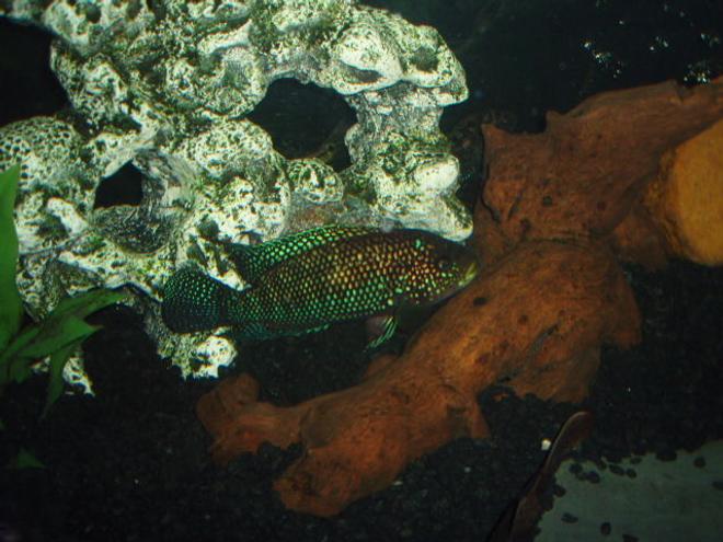 freshwater fish - nandopsis octofasciatum - jack dempsey stocking in 72 gallons tank - Jack Dempsey
