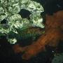 freshwater fish - nandopsis octofasciatum - jack dempsey stocking in 72 gallons tank - Jack Dempsey