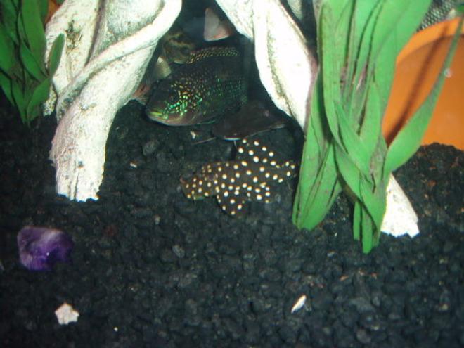freshwater fish - peckoltia sp. - snowball pleco (l-102) stocking in 72 gallons tank - Snowball pleco