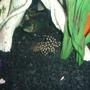 freshwater fish - peckoltia sp. - snowball pleco (l-102) stocking in 72 gallons tank - Snowball pleco