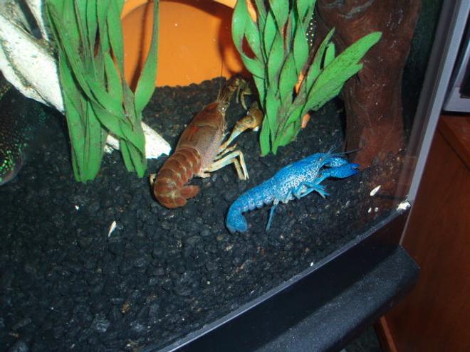 corals inverts - procambarus sp. - hammers cobalt blue lobster stocking in 72 gallons tank - Blue crayfish and Big Boy