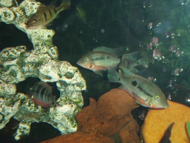 freshwater fish - thorichthys meeki - firemouth cichlid stocking in 72 gallons tank - Firemouths