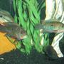 freshwater fish - nandopsis octofasciatum - jack dempsey stocking in 72 gallons tank - Jack Dempseys