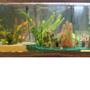 88 gallons freshwater fish tank (mostly fish and non-living decorations) - My Tank