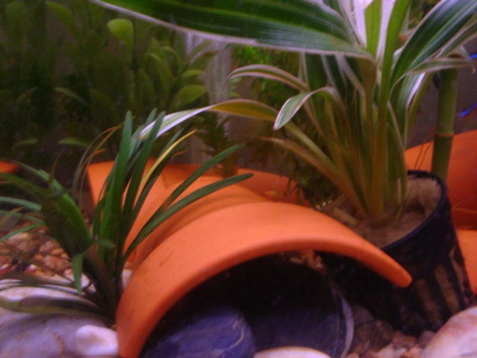 freshwater fish - xiphophorus maculatus - platy stocking in 15 gallons tank - Baby Platty