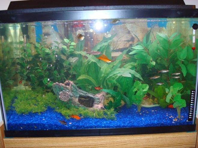 29 gallons freshwater fish tank (mostly fish and non-living decorations) - 29 gallon (3 months old)