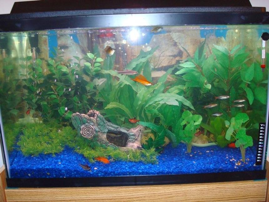 Rated #476: 29 Gallons Freshwater Fish Tank - 29 gallon (3 months old)