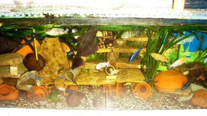 70 gallons freshwater fish tank (mostly fish and non-living decorations) - cichlid aqua
