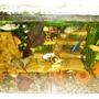 70 gallons freshwater fish tank (mostly fish and non-living decorations) - cichlid aqua