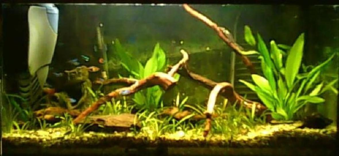15 gallons planted tank (mostly live plants and fish) - my aquarium . i wish had bigger but no money :(