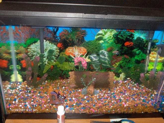 30 gallons freshwater fish tank (mostly fish and non-living decorations) - my sons 1st fishtank
