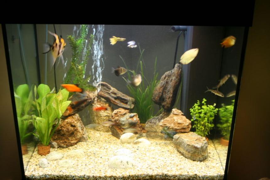 Rated #207: 28 Gallons Freshwater Fish Tank - 120ltr community tank with rocks and live plants