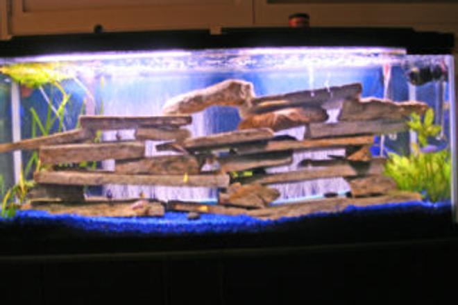 55 gallons freshwater fish tank (mostly fish and non-living decorations) - 55 Gallon Cichlid Tank