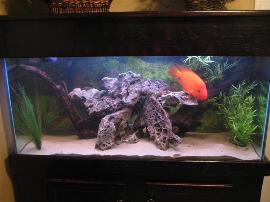 Rated #244: 90 Gallons Freshwater Fish Tank - 90 gallon Tank.  It's work in progress.