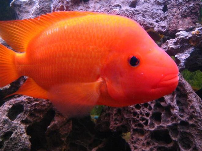 freshwater fish - amphilophus labiatus - red devil stocking in 90 gallons tank - Jeff Rapps Red Devil Cichlid 11 inches