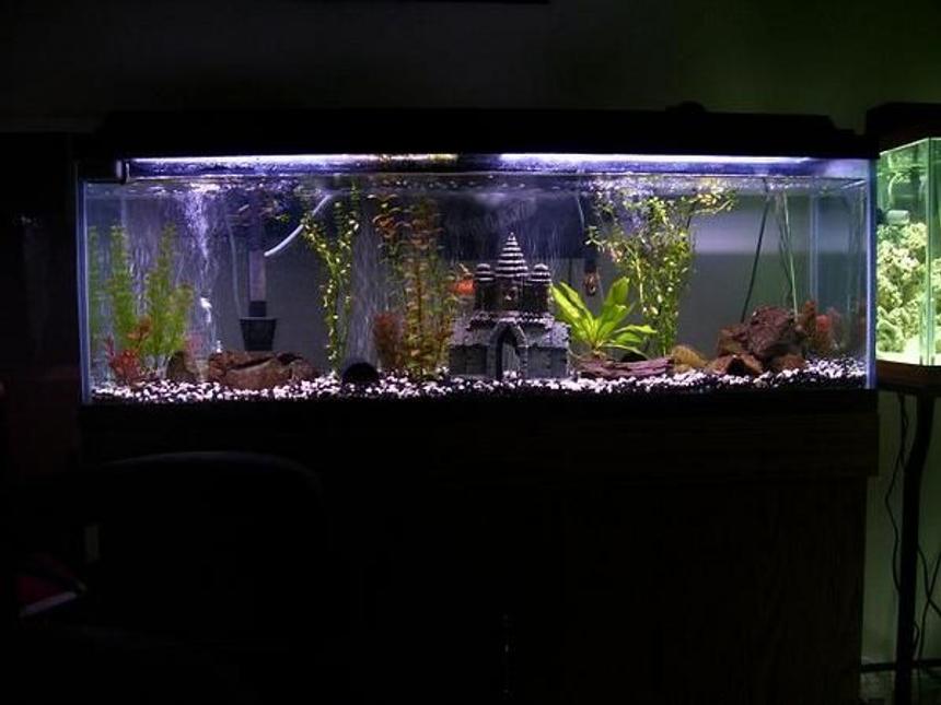 Rated #221: 55 Gallons Freshwater Fish Tank - my 55 gallon finished