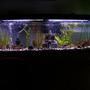 55 gallons freshwater fish tank (mostly fish and non-living decorations) - my 55 gallon finished