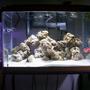 55 gallons saltwater fish tank (mostly fish, little/no live coral) - new saltwater tank added since pic powerhead and orbil lighting