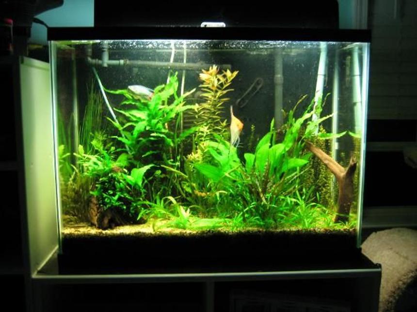 Rated #80: 37 Gallons Planted Tank - 37 gallon