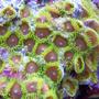 corals inverts - zoanthus sp. - colony polyp stocking in 65 gallons tank - zoanthus sp
