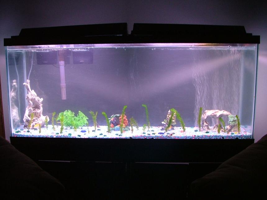 Rated #581: 55 Gallons Freshwater Fish Tank - just simple