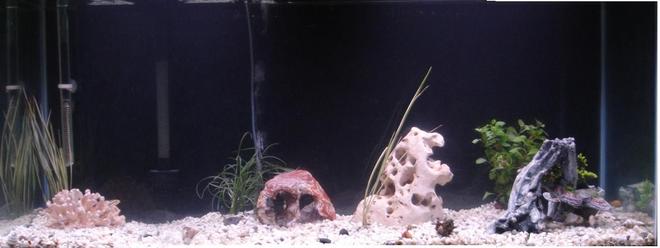 85 gallons freshwater fish tank (mostly fish and non-living decorations) - fish are hiding. will try to get closeup of lobster. ...
Crazy Thing::: the day after i took the picture below of my lobster he dissappeared from my tank. I checked under and in everything and cannot find hiim anywhere! He had been climbing my heater and I theorize that he made it to the top and possibly my wifes cat got him and ate him? I am so BUMMED!!!