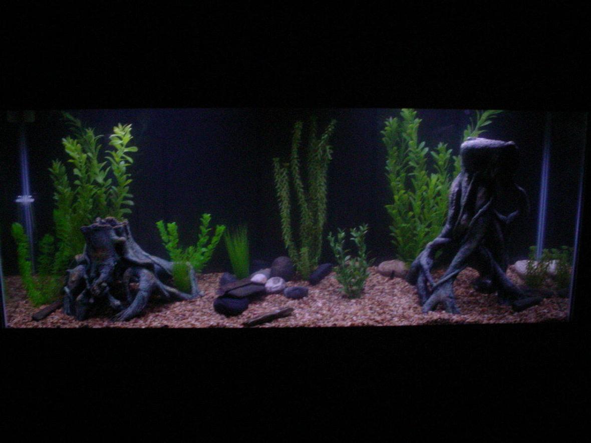 freshwater fish tank (mostly fish and non-living decorations) - new 55gallon aquarium, many fake plants and some root ornaments and river rocks. sorry about the darkness of the picture.