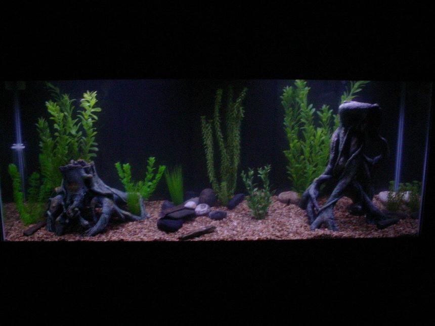 Rated #1733: Freshwater Fish Tank - new 55gallon aquarium, many fake plants and some root ornaments and river rocks. sorry about the darkness of the picture.