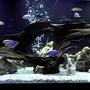 fish tank picture - 265