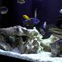 fish tank picture - 265