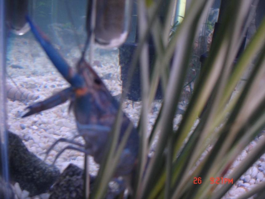 Rated #97: Corals Inverts - Cherax Sp. - Blue Knight Lobster Stocking In 85 Gallons Tank - Here's my Blue Knight Lobster. He has been trying to climb the wall of my aquarium lately and Im not sure why. He molted about a month ago and has been fine, but lately is acting wierd. I got some video of him eating thats cool. 

Crazy Thing::: ,,,,,, the day after i took the picture below of my lobster he dissappeared from my tank. I checked under and in everything and cannot find hiim anywhere! He had been climbing my heater and I theorize that he made it to the top and possibly my wifes cat got him and ate him? I am so BUMMED!!!