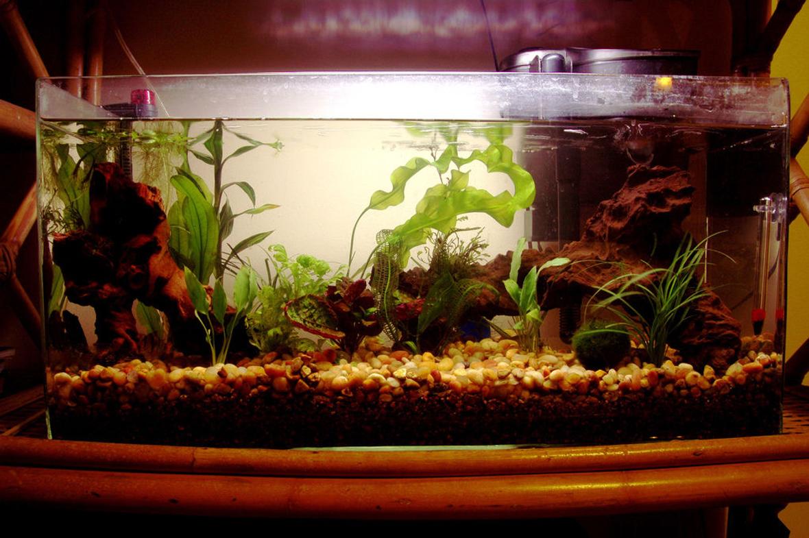 13 gallons planted tank (mostly live plants and fish) - Many new plants. No CO2.