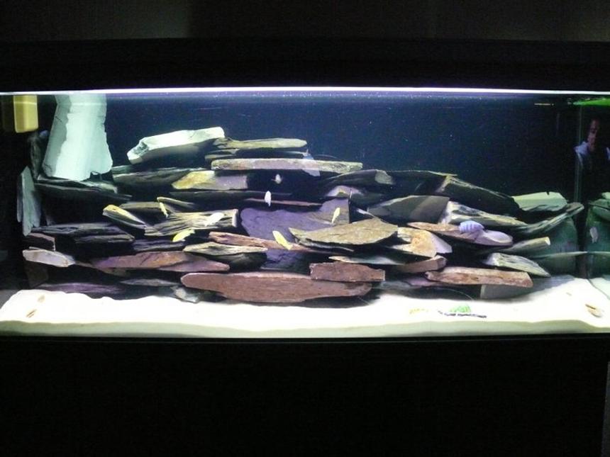 Rated #114: 48 Gallons Freshwater Fish Tank