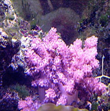 corals inverts - cladiella sp. - cauliflower colt coral stocking in 125 gallons tank - my coalt coral