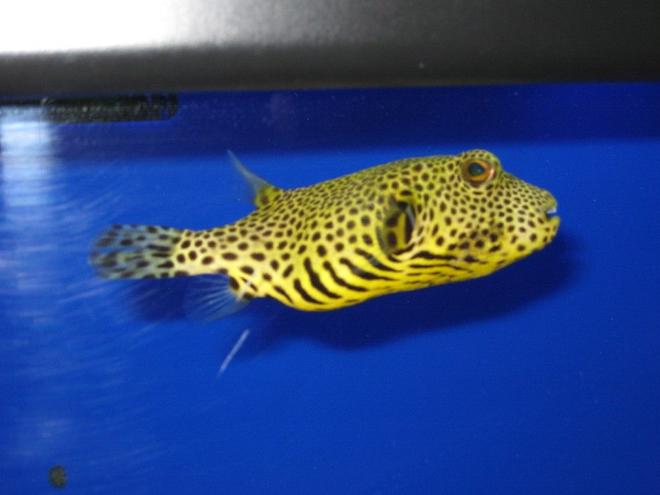 saltwater fish - arothron nigropunctatus - arothron dog face puffer stocking in 75 gallons tank - Dog Face Puffer