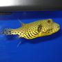 saltwater fish - arothron nigropunctatus - arothron dog face puffer stocking in 75 gallons tank - Dog Face Puffer
