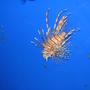 saltwater fish - pterois volitans - volitan lionfish stocking in 75 gallons tank - Volitan Lion Fish (Red)