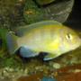 freshwater fish - metriaclima lombardoi - kenyi cichlid stocking in 55 gallons tank - juvenile male kenyii