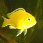 freshwater fish - labidochromis caeruleus - electric yellow cichlid stocking in 55 gallons tank - juvenile female yellow lab