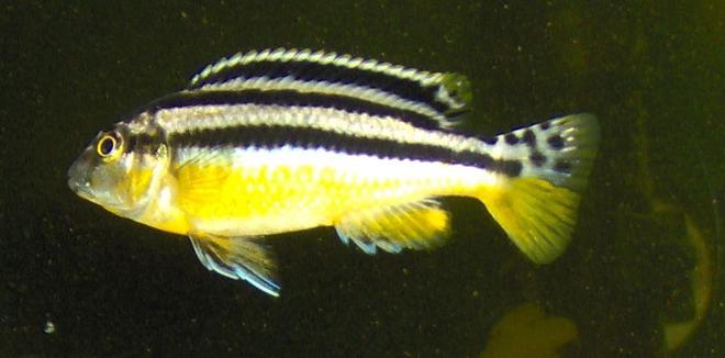 freshwater fish - melanochromis auratus - auratus cichlid stocking in 55 gallons tank - very young auratus
sex unknown to date