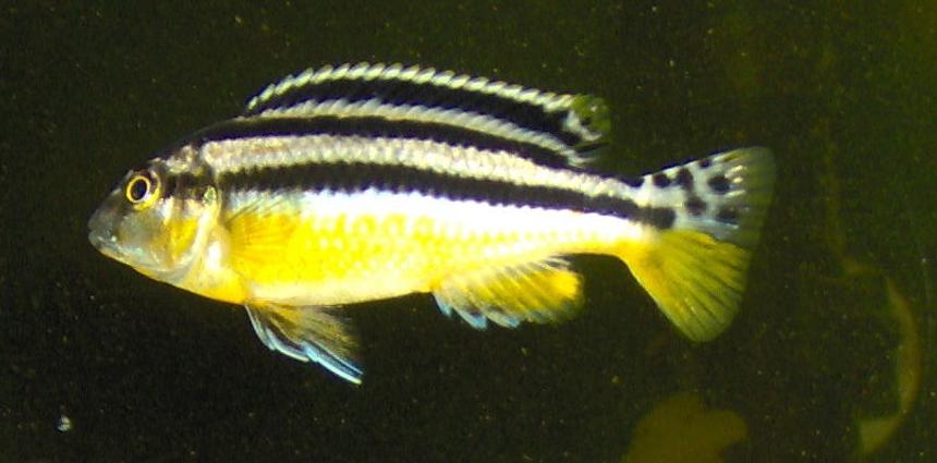Rated #857: Freshwater Fish - Melanochromis Auratus - Auratus Cichlid Stocking In 55 Gallons Tank - very young auratus
sex unknown to date