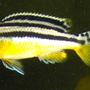 freshwater fish - melanochromis auratus - auratus cichlid stocking in 55 gallons tank - very young auratus sex unknown to date