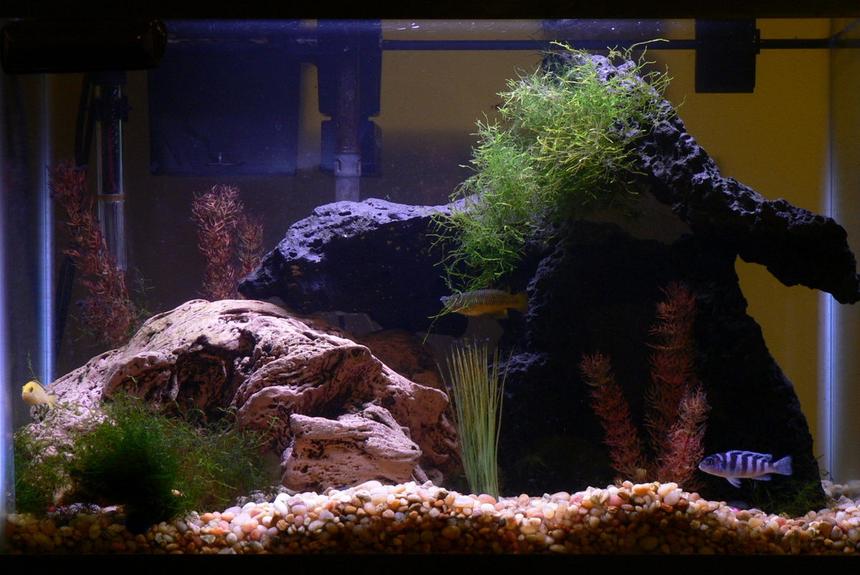 Rated #92: 20 Gallons Freshwater Fish Tank - 20 gal tank with lava rock and (fake) river worn wood.  Std fluorescent lighting. Hanging filter.  A couple of african cichlids, a big gourami, a peco, catfish and two dwarf puffers.  Fake plants and java moss (real)