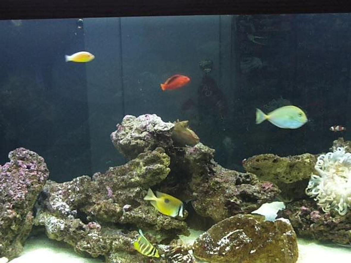 fish tank picture - first tank picture