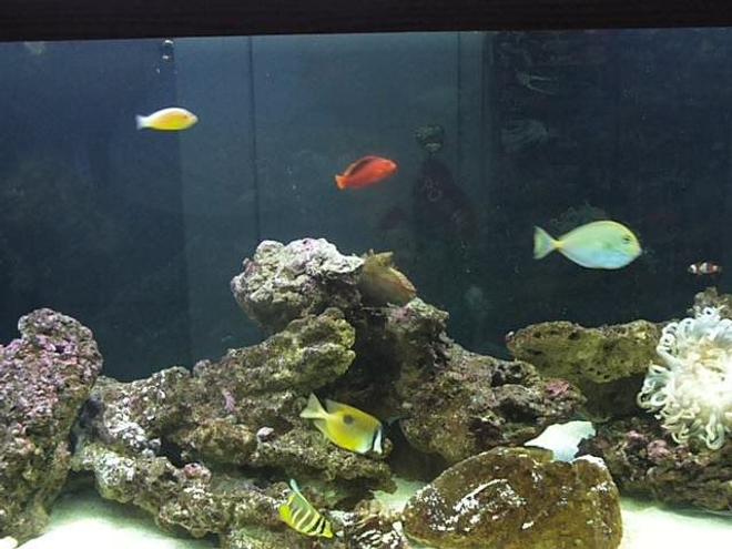 265 gallons reef tank (mostly live coral and fish) - first tank picture
